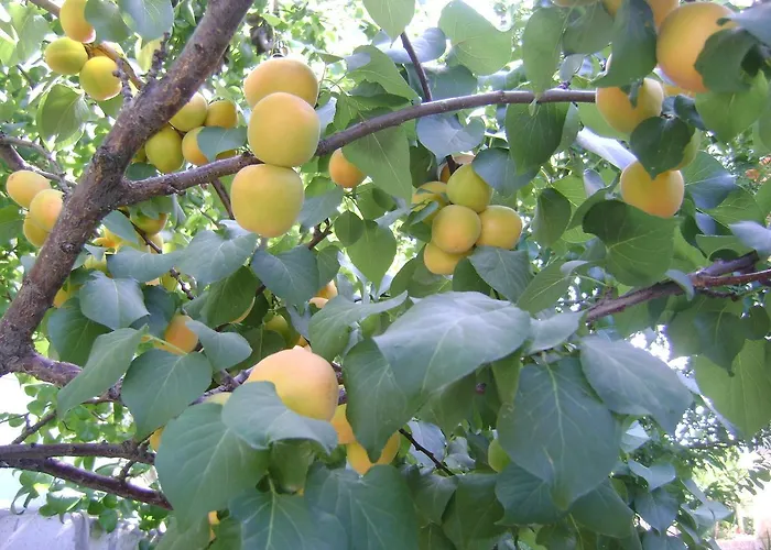 Sari Kosk Butik * Alacati